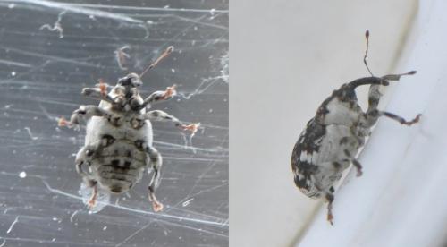 Hadroplontus trimaculatus
